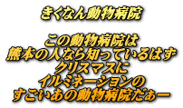 きくなん動物病院  この動物病院は 熊本の人なら知っているはず クリスマスに イルミネーションの すごいあの動物病院だぁー